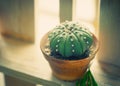 Small Cactus pot on background bright light Royalty Free Stock Photo