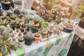 Small cactus potted green plant sell at botany shop for home decoration Royalty Free Stock Photo