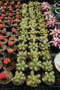 Green and red small cactus in small pots. Royalty Free Stock Photo