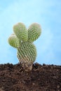 Small cactus