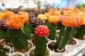 Small cactus, succulent and haworthia plants on the flower pots and display idea in front of cacti shop Royalty Free Stock Photo