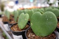 Small cactus, succulent and haworthia plants on the flower pots and display idea in front of cacti shop Royalty Free Stock Photo