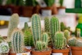 Small cactus, succulent and haworthia plants on the flower pots and display idea in front of cacti shop at the outdoor Royalty Free Stock Photo