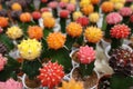 Small cactus, succulent and haworthia plants on the flower pots and display idea in front of cacti shop Royalty Free Stock Photo