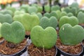 Small cactus, succulent and haworthia plants on the flower pots and display idea in front of cacti shop Royalty Free Stock Photo