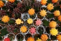 Small cactus, succulent and haworthia plants on the flower pots and display idea in front of cacti shop Royalty Free Stock Photo