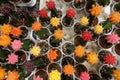 Small cactus, succulent and haworthia plants on the flower pots and display idea in front of cacti shop Royalty Free Stock Photo