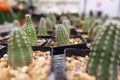 Small cactus, succulent and haworthia plants on the flower pots and display idea in front of cacti shop Royalty Free Stock Photo