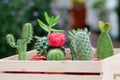 Small Cactus and Succulent in lovely wood tray