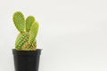 Small cactus or succulent plants on white background with copy space