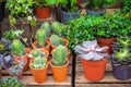 Small cactus and succulent pots on display at Broadway Market in Hackney, East London Royalty Free Stock Photo