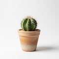 Small cactus in a terracotta pot, placed against a plain white background. The cactus Royalty Free Stock Photo