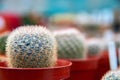 Small cactus with thick white spines. Copy space. Blurred background. Perspective view. Royalty Free Stock Photo