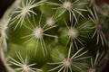 Small cactus with thorns stars Royalty Free Stock Photo