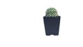 Small cactus on white background.