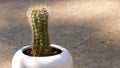 Small Cactus in a White Pot Royalty Free Stock Photo