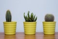 Small cactuses with blue background