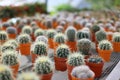 Small cactuses in brown pots