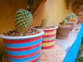 Small cactuses.