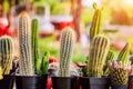 Small cactuses and succulents at the flower shop.