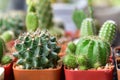 Small cactuses and succulents at the flower shop.Cactus succulent plant in flowerpot ,Houseplant Concept