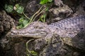 Small Caiman Crocodile Royalty Free Stock Photo