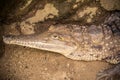 Small Caiman Crocodile Royalty Free Stock Photo