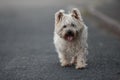 Small Cairn Terrier Dog Walking on ROad Royalty Free Stock Photo