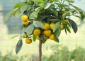 Calamondin tree with ripe calamondin fruit