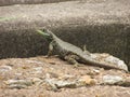 A small calango lizard Royalty Free Stock Photo