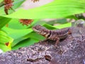 A small calango lizard on the wall Royalty Free Stock Photo