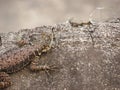 A small calango lizard on the wall Royalty Free Stock Photo