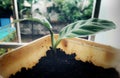 Small Calathea zebrina (Zebra plant) in pot. Royalty Free Stock Photo