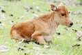 Small calf Royalty Free Stock Photo