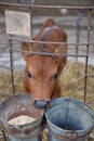 Small calf Royalty Free Stock Photo