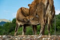 Small calf drinks milk from the cow