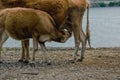 Small calf drinks milk from the cow