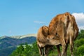 Small calf drinks milk from the cow