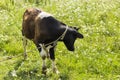 A small calf on a leash grazing in the meadow