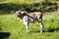 Small calf looking for his mother