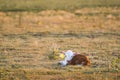 Small calf lying on pasture Royalty Free Stock Photo