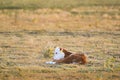 Small calf lying on pasture Royalty Free Stock Photo