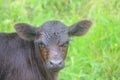 Small calf in the meadow Royalty Free Stock Photo