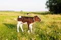 Small calf on the meadow Royalty Free Stock Photo