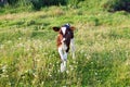 Small calf on the meadow Royalty Free Stock Photo