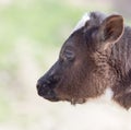 Small calf in nature Royalty Free Stock Photo