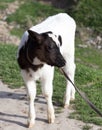 Small calf in nature Royalty Free Stock Photo