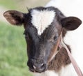Small calf in nature Royalty Free Stock Photo