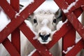 Small calf peeks out behind the fence. Young cow on the farm in winter.