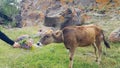 A small calf tied on a rope in a pasture. She held out her hand with the flowers and reached for the cow to feed it. Very Royalty Free Stock Photo